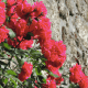 Rosas vermelhas em flor junto a uma parede de pedra rústica