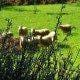 Cabras em prado verde com plantas silvestres em primeiro plano