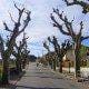 Rua com alinhamento de grandes plátanos podados em ambos os lados, edifícios de arquitectura rural.