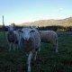 Três ovelhas de lã cinzenta em campo verde, com vedação e paisagem montanhosa ao fundo