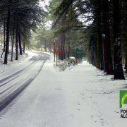 Estrada coberta de neve ladeada por pinheiros altos, com sombras no pavimento e marco quilométrico vermelho. — ampliar imagem