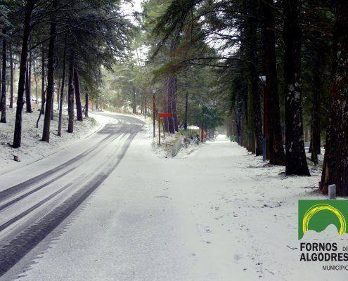 Estrada coberta de neve ladeada por pinheiros altos, com sombras no pavimento e marco quilométrico vermelho. — ampliar imagem