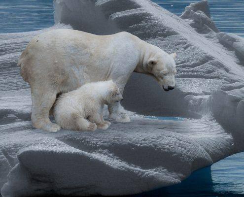 Urso polar adulto com urso polar jovem sobre blocos de gelo flutuante no oceano Ártico