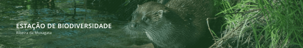 Lontra junto a vegetação aquática na margem de um rio