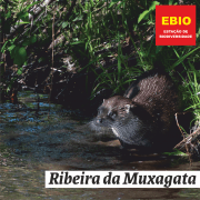 Lontra em água pouco profunda rodeada de vegetação ciliar densa. — abre num novo separador