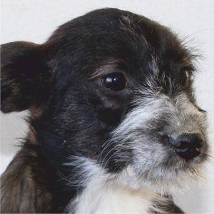 Cão pequeno preto e branco, rosto de frente, olhar direto para câmara.