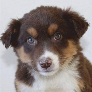 Cão com pelagem tricolor preta, castanha e branca, olhos azuis, frente ao fundo neutro.