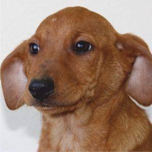 Cão castanho com orelhas compridas, focinho preto e olhar direto para a câmara, sobre fundo branco.