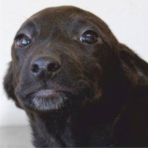 Cão de pêlo escuro com olhar frontal direto para a câmara