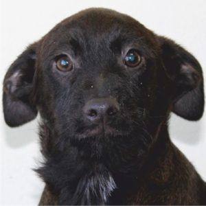 Cão preto com olhos claros, focinho cinzento, em primeiro plano sobre fundo branco.