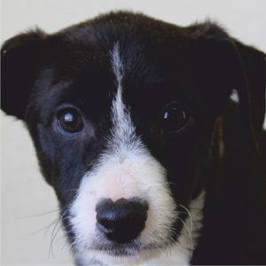 Cão preto e branco de focinho curto, olhar frontal direto para câmara