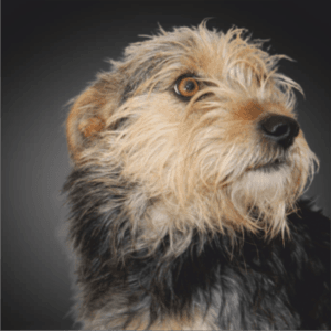 Cão de pelo áspero castanho e branco em perfil, olhar para cima.