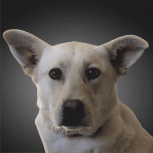 Cão branco de tamanho médio com orelhas grandes eretas, olhar frontal direto para câmara, fundo cinzento desfocado.