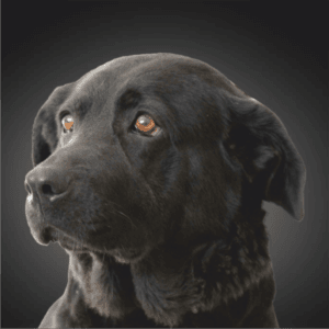 Cão de pelagem preta com olhos castanhos, cabeça levantada, fundo cinzento escuro.
