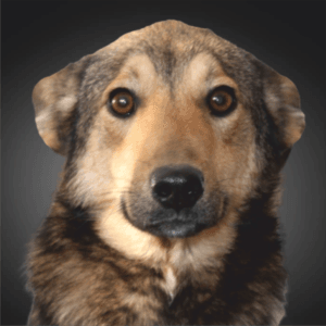 Cão mestiço com pelagem castanha e branca, olhar frontal atento