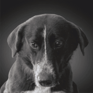 Cão com focinho branco e pelagem preta, olhar direto para câmara, fundo cinzento neutro.