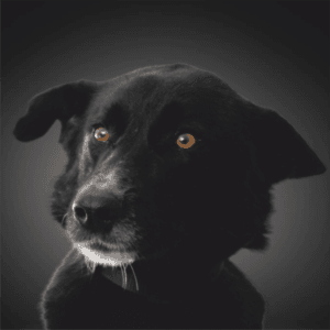 Cão preto com olhos castanhos, focinho e peito brancos, de perfil contra fundo cinzento