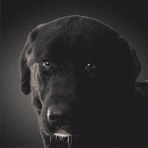 Cão de pelagem escura em primeiro plano, com olhar frontal e orelhas pendentes, contra fundo cinzento neutro.