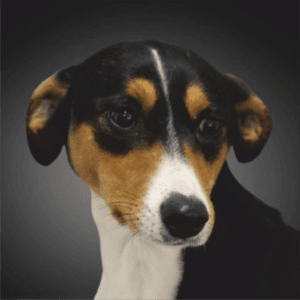 Cão pequeno tricolor com pelagem preta, castanha e branca, olhar frontal atento.