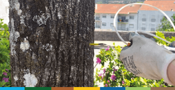 Mangueira de aplicação de produto fitofarmacêutico inserida no tronco de árvore com musgo, edifício residencial ao fundo.